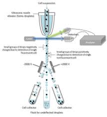 Flow Cytometry Fcm Facs Fluorescence Activated Cell