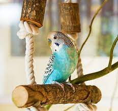 The specific kinds you'll find depend on what state you're in and the laws of what's legal to keep and sell in said state, as well as what vendors are available around the s. The Best Pet Bird Types Petsmart