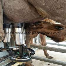 Learn more about breast pump coverage through your aetna health plan and how to get one, and see a list of providers. China Milking Parlor For Dairy Equipment Camel Milking Machine 24 Seats China Camel Milking Parlour Fish Bone Tunnel Type Milking Parlour