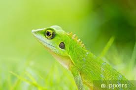 1,211 likes · 3 talking about this. Beautiful Green Gecko Lizard Sticker Pixers We Live To Change