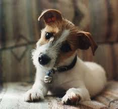 20 Things All Jack Russell Owners Must Never Forget The Last One Brought Me To Tears Jack Russell Dogs Jack Russell Jack Russell Puppies