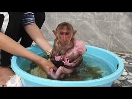 She has birthed 1litter of 5 last spring. Monkey Anu And Little Monkey Shower With Green Tea Leaves And Drink Milk Youtube In 2021 Monkey Shower Little Monkeys Drink Milk