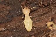 Termites 101: A Guide to Different Termite Types– PestWorld