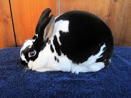 Black And White Spotted Rabbit Breeds B Mini B B Rex B Rabbits Usa Rabbit Breeders Mini Rex Rabbit Rabbit Pictures Rabbit Breeds