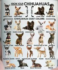 Check out our faq page to learn more about chihuahuas and see if it's the right fit for you. Chihuahua Deer Head Apple Head Pets Lovers