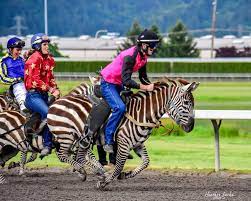 Horse racing picks live at evangeline, charles town, emerald downs and thoroughbred tracks all over north america with. Emerald Downs The Worlds Only Zebra Race And You Can See Facebook