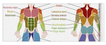 Below the identifying names is the diagram. Muscle Diagram Male Body Names Yoga Mat For Sale By Peter Hermes Furian