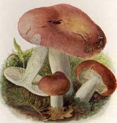 Image result for Russula compacta