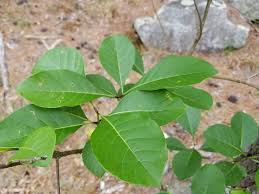 Image result for Chionanthus niloticus