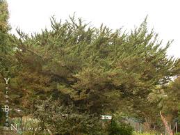 Image result for Cupressus macrocarpa