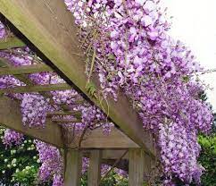Wisteria Trellis 2 Wisteria Trellis Garden Vines Wisteria Pergola