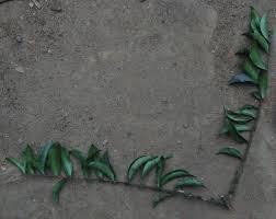 Image result for Tricalysia pallens