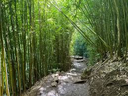 Image result for Kuloa