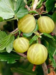 We did not find results for: Stachelbeere Resistenta Gelb