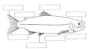 Parts Of Salmon Jpg 2552 1437 Fish Anatomy Fish Life Cycle Cycle For Kids