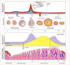 Pin On Chapter 28 The Female Reproductive System