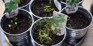 Como Cultivar Hierbas Aromaticas Para La Cocina De Tu Restaurante En La Cocina