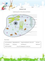Check spelling or type a new query. Animal Cell Diagram Pdf