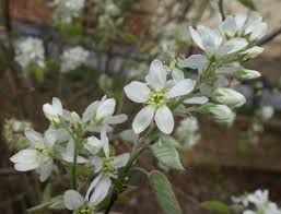 Basic description tall shrub or small tree bearing clusters of fragrant white flowers in april. Serviceberry Home Garden Information Center