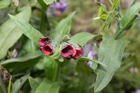 Image result for Cynoglossum coeruleum