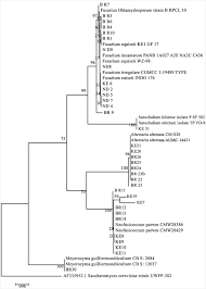 Image result for Terminalia kilimandscharica