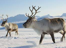 Luxury Adventure Travel 9 Best Trips For The Jetsetter Jetsetter Arctic Animals Reindeer Wildlife Animals