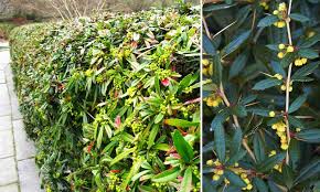 Image result for Berberis julianae