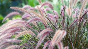 Some perennials are evergreen, and will be attractive throughout the year. 9 Best Shade Loving Perennials In Michigan