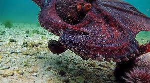 In 2010, the renowned nature filmmaker craig foster started free diving in the icy, brutal ocean waters off the western cape of south africa. They Feel The Rain Most Of The Time She S Jetting Or Crawling Or