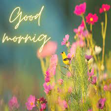 Latest collection of best good morning photos (good morning hd photo). Latest Good Morning Quotes Free Download With Images