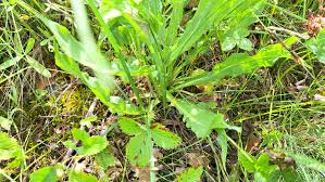 Image result for Pseudopodospermum hispanicum