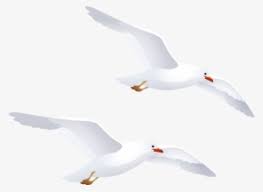 Seagull Png Transparent Seagull Png Image Free Download Pngkey Use seagull flying png in photoshop to improve all if you wonder how to use these flying seagull png files realistically and what are the best places to.