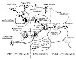 The term physiology refers to normal functions in a living organism. Philosophy Of Cell Biology Stanford Encyclopedia Of Philosophy