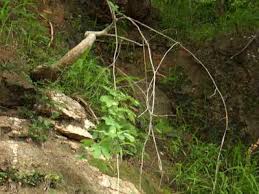 Image result for Adenia karibaensis