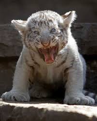 I hope you enjoy blog at wordpress.com. White Tigers Born Animal Fact Guide