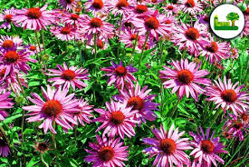Roter Sonnenhut Echinacea Purpurea Naturnaher Garten Gartenleber Sonnenhut Pflanze Pflanzen Und Sonnenhut