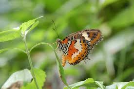 Kehadiran timbangan pada sayap dan proboscis yang tergelincir adalah ciri unik lepidopterans. Melitaea Cinxia Butterfly At Kl Taman Rama Rama Mapio Net