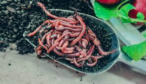 Like many others who've picked up vermicomposting as a hobby, i started reading the details/discussion below the calculator is important! Red Wiggler Live Composting Worms Eisenia Fetida 10 Lb