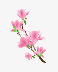Vector Free Buckle Cartoon Begonia Flower Flower Plant Pomegranate Hibiscus Png And Vector With Transparent Background For Free Download