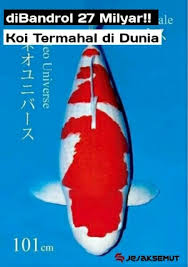 This will be last auction in this season! Tahu Tidak Ikan Koi Termahal Di Dunia Juga Dari Indonesia Lo Jejaksemut
