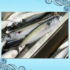 Image result for Scomber spp.