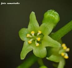 Image result for Dioscorea schimperiana