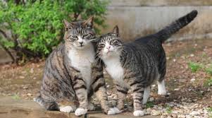 Black And White Tabby Cat Breeds What Characteristics Define A Mackerel Tabby Cat Tabby Cat Different Breeds Of Cats Cat Breeds