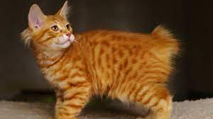 Check spelling or type a new query. American Bobtail Cats Novocom Top
