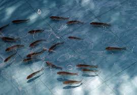 Ayooo gaees pelihara ikan air tawar di kolam terpal, kolam tanah, kolam bak semen, akuarium dan kolam hias/kolam budidaya. Tertarik Untuk Budidaya Ikan Nila Perhatikan 3 Langkah Penting Menyeleksi Bibit Berkualitas Potensi Bisnis