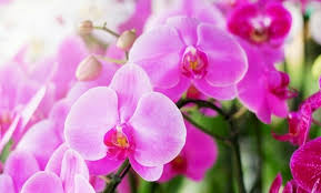 Top 101 hình ảnh hoa lan tím đẹp nhất