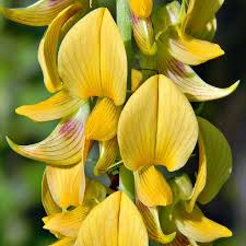 Image result for Crotalaria preladoi