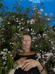 Image result for Aframomum polyanthum