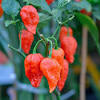 10 seeds/pack its the 2nd worlds hottest pepper. Https Encrypted Tbn0 Gstatic Com Images Q Tbn And9gcs1tzicg9hxg1on6zt7vos R Cxywdlz8xuvjdwcspj8jhfvesx Usqp Cau