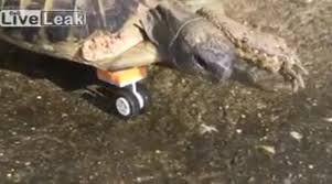 Rescued Turtle Can Walk Again Thanks To A Lego Wheel Prosthesis Lego Wheels Turtle Rescue